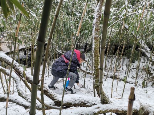 金佛山北坡景区