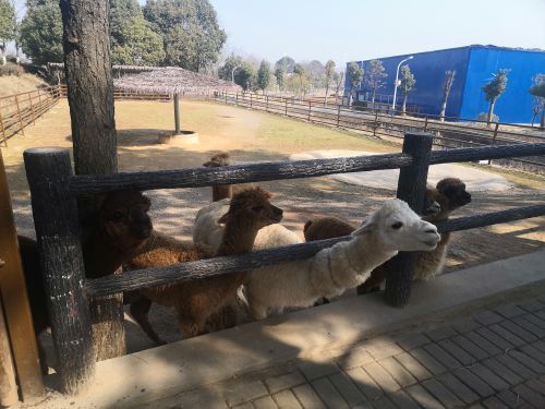 大青山野生动物世界