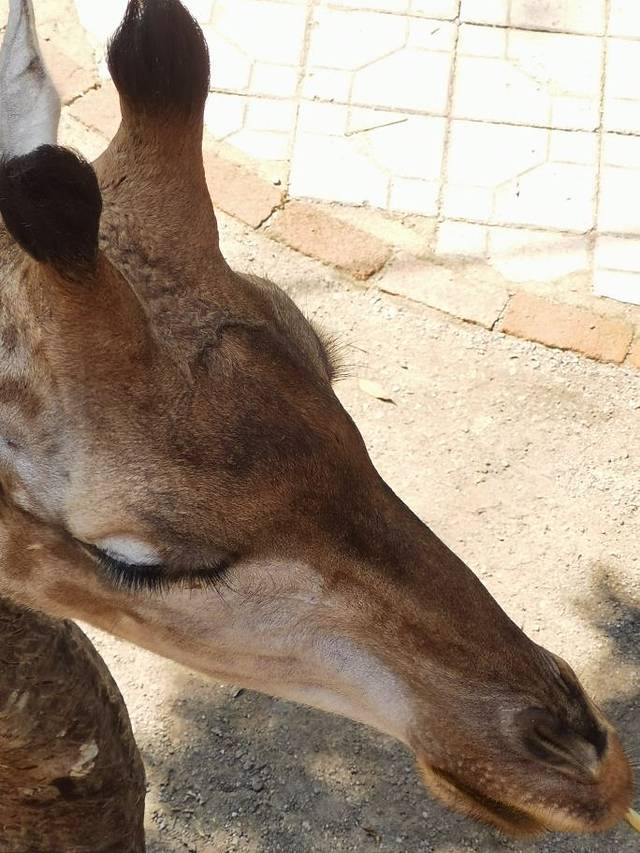 西双版纳野生动物园