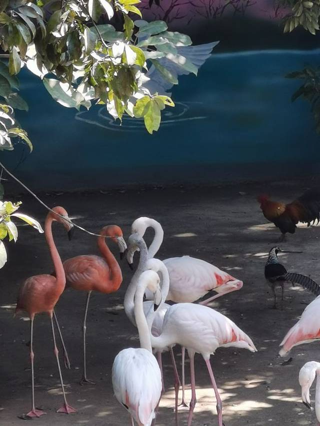 西双版纳野生动物园