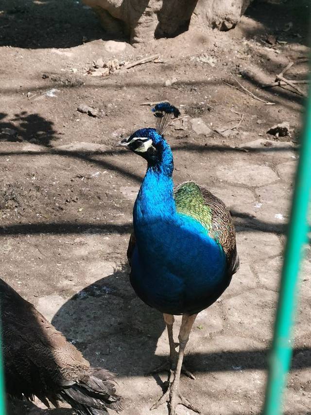 西双版纳野生动物园