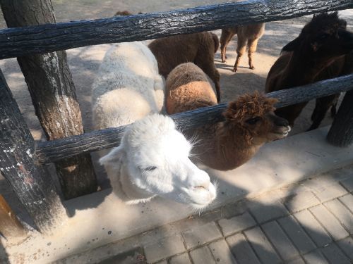 大青山野生动物世界