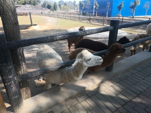 大青山野生动物世界