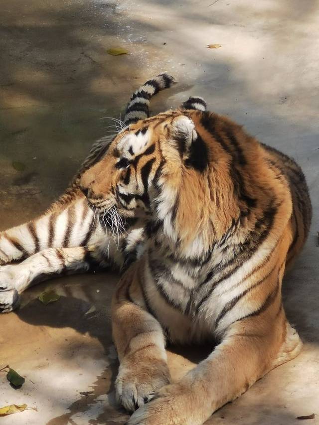 西双版纳野生动物园