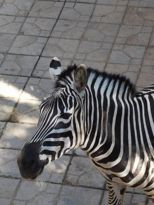 西双版纳野生动物园