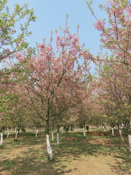 常宁百万樱花园
