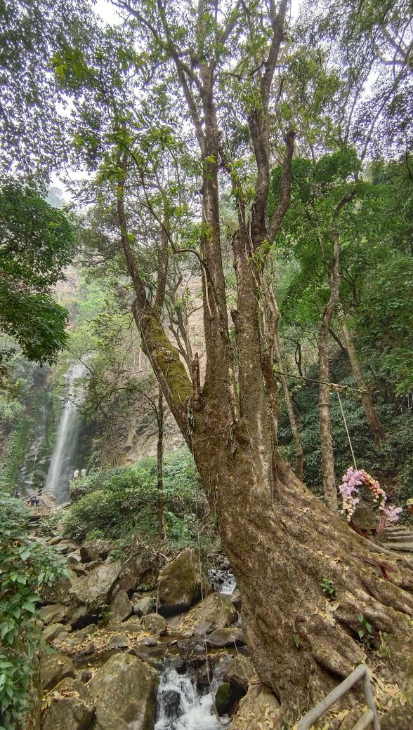 莫里热带雨林景区