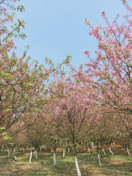 常宁百万樱花园