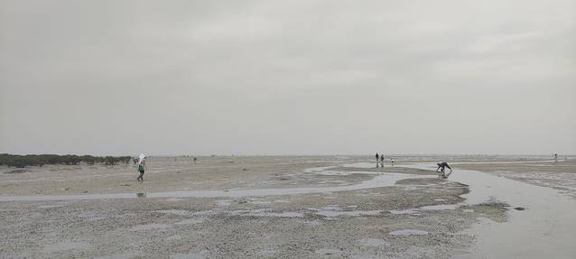 红树林西门赶海