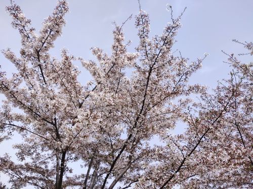 古柏渡丰乐樱花园