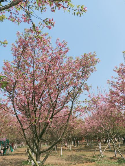 常宁百万樱花园