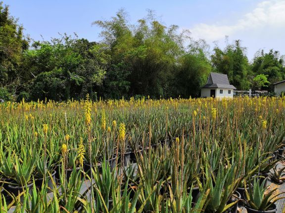 瑷露德玛芦荟庄园
