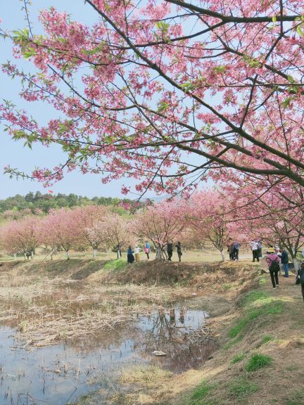 常宁百万樱花园