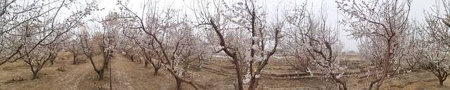 托克逊夏乡万亩杏花园