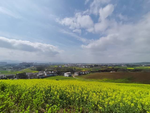 汉中油菜花海