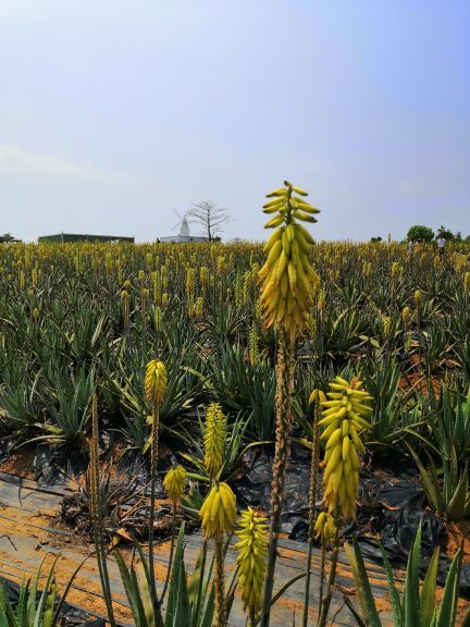 瑷露德玛芦荟庄园