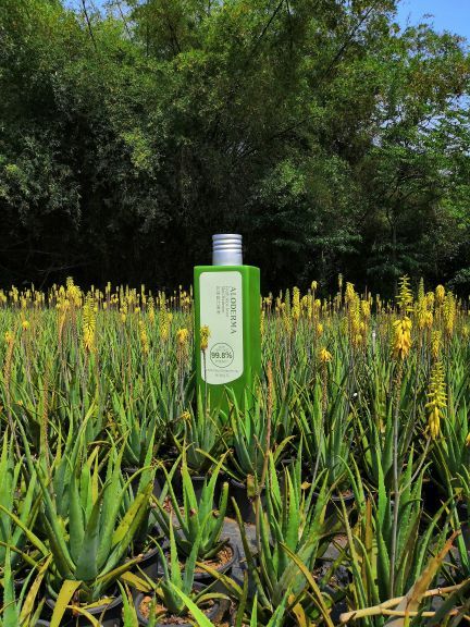 瑷露德玛芦荟庄园