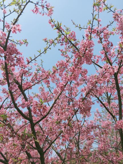 常宁百万樱花园