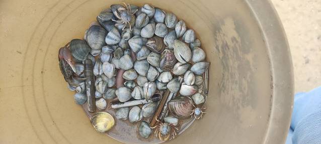 红树林西门赶海