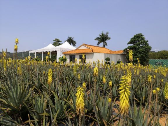 瑷露德玛芦荟庄园