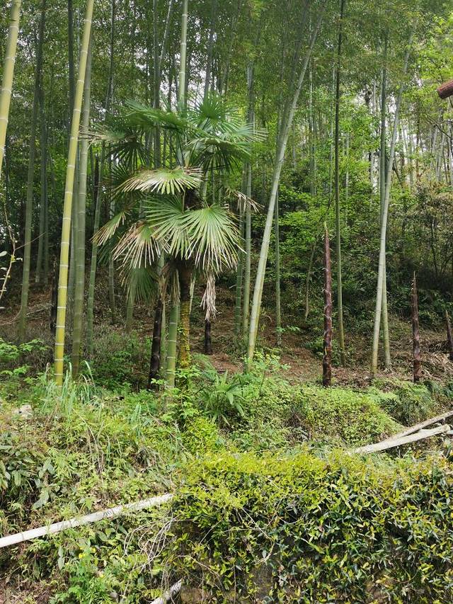 红灯笼乡村家园