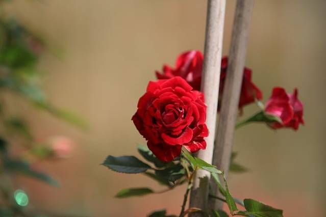 北仑丽盛玫瑰庄园