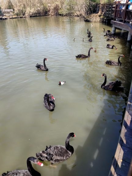 溱湖国家湿地公园