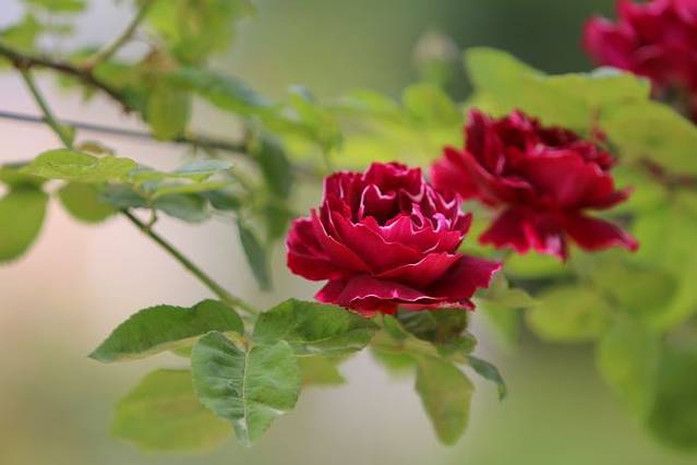 北仑丽盛玫瑰庄园