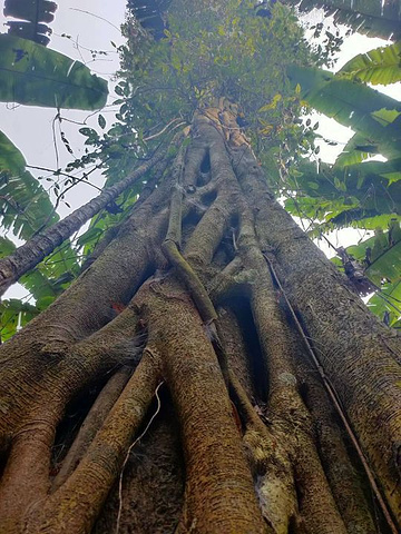 西双版纳热带雨林国家公园望天树景区