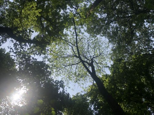 波尔登森林公园