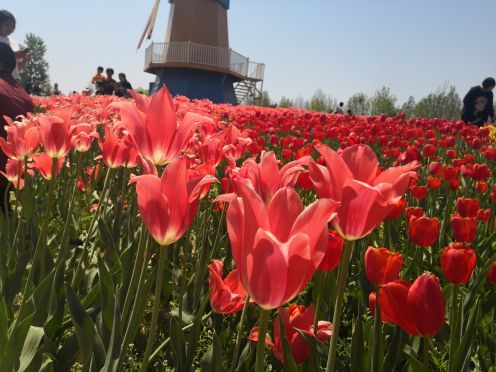 北京国际鲜花港