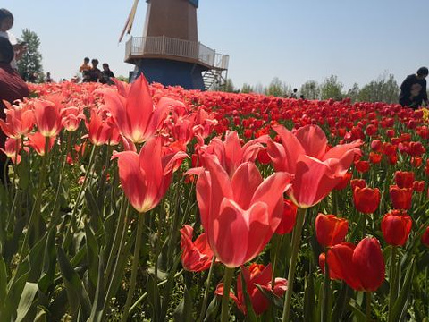 北京国际鲜花港旅游景点图片