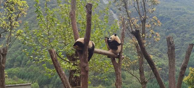 卧龙中华大熊猫苑神树坪基地