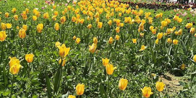 北京国际鲜花港