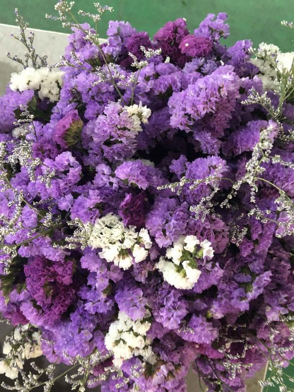 昆明斗南花卉市场