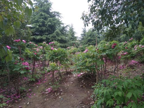 洛阳郁金香牡丹园