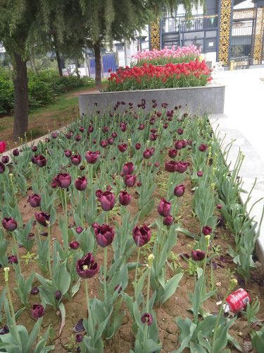 洛阳郁金香牡丹园