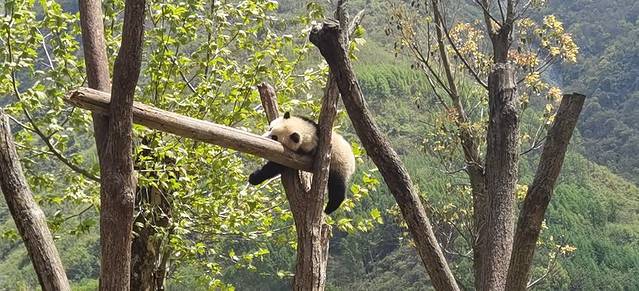 卧龙中华大熊猫苑神树坪基地
