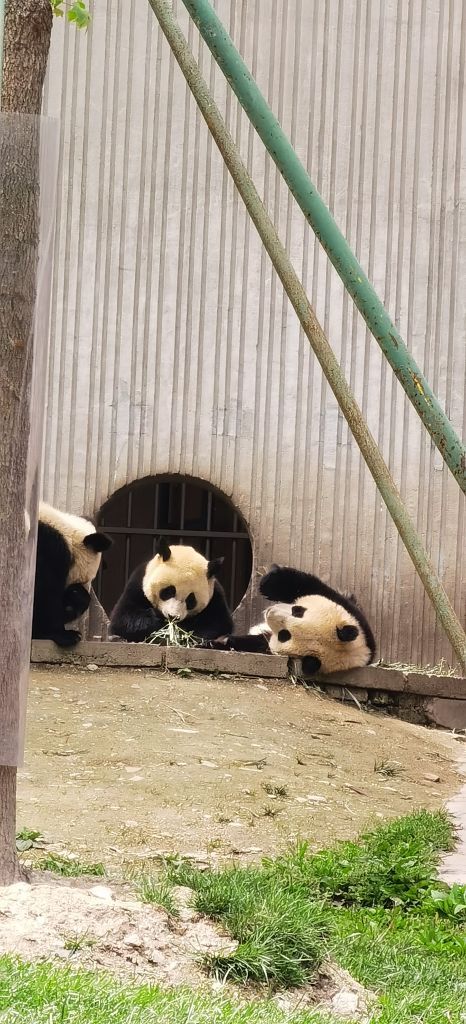 卧龙中华大熊猫苑神树坪基地