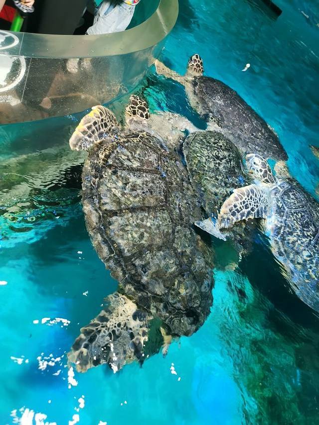 正佳极地海洋世界