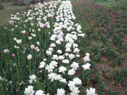 洛阳郁金香牡丹园