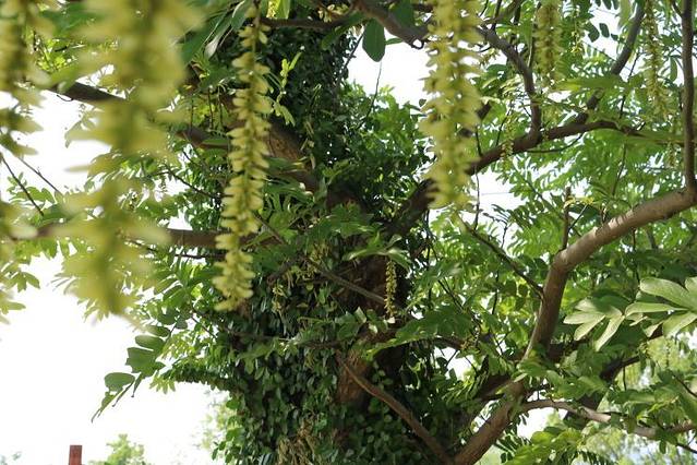 良渚古城遗址公园