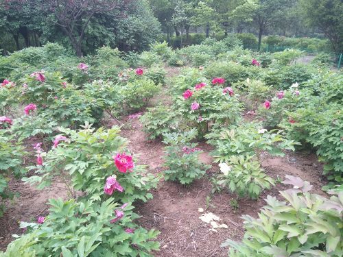 洛阳郁金香牡丹园