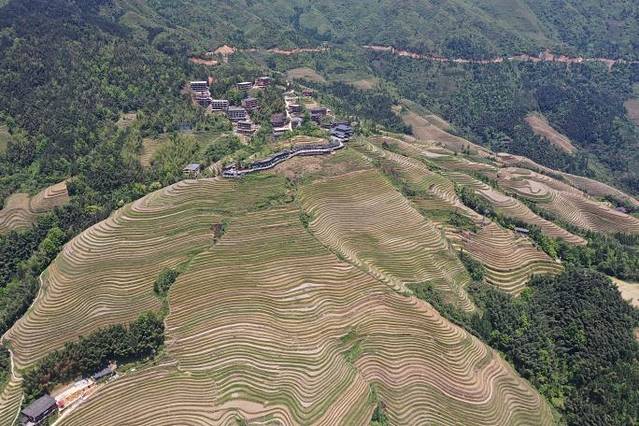龙脊古壮寨梯田观景区
