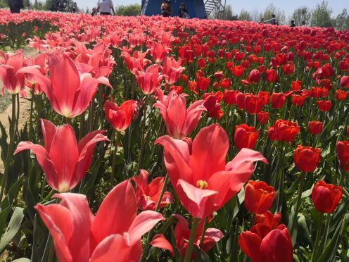 北京国际鲜花港