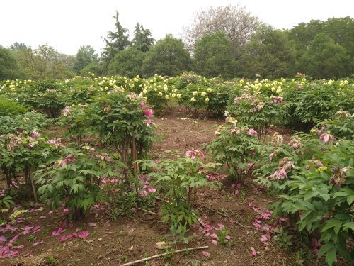 洛阳郁金香牡丹园