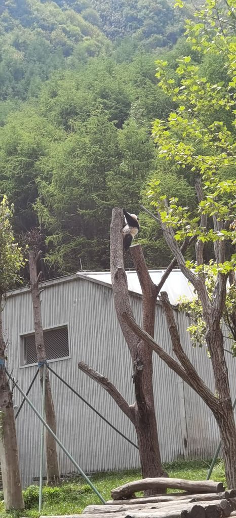 卧龙中华大熊猫苑神树坪基地