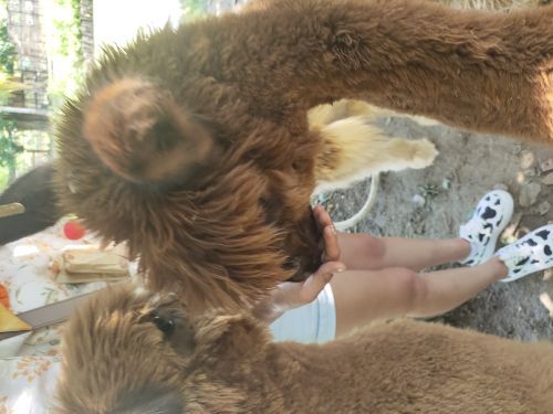 天鹅湖动物基地