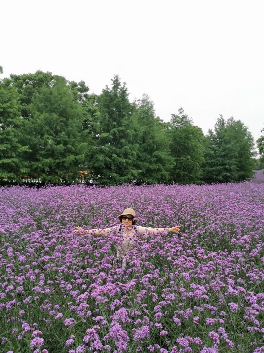 上海薰衣草公园