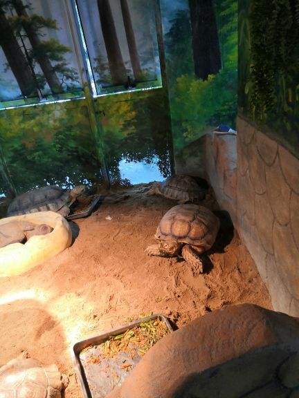 灵玲国际马戏城